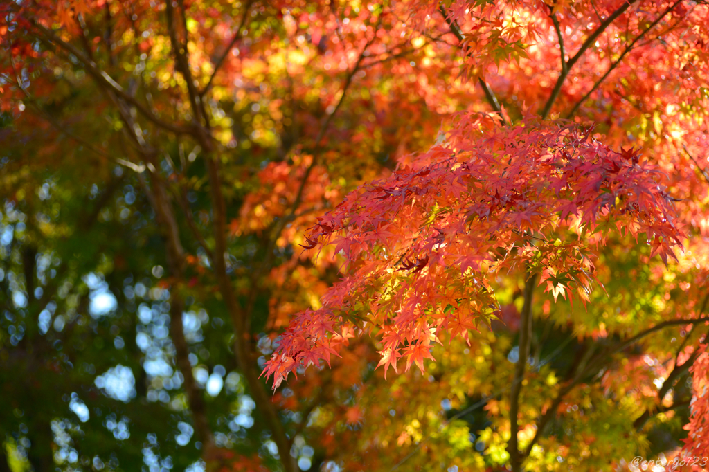 紅葉