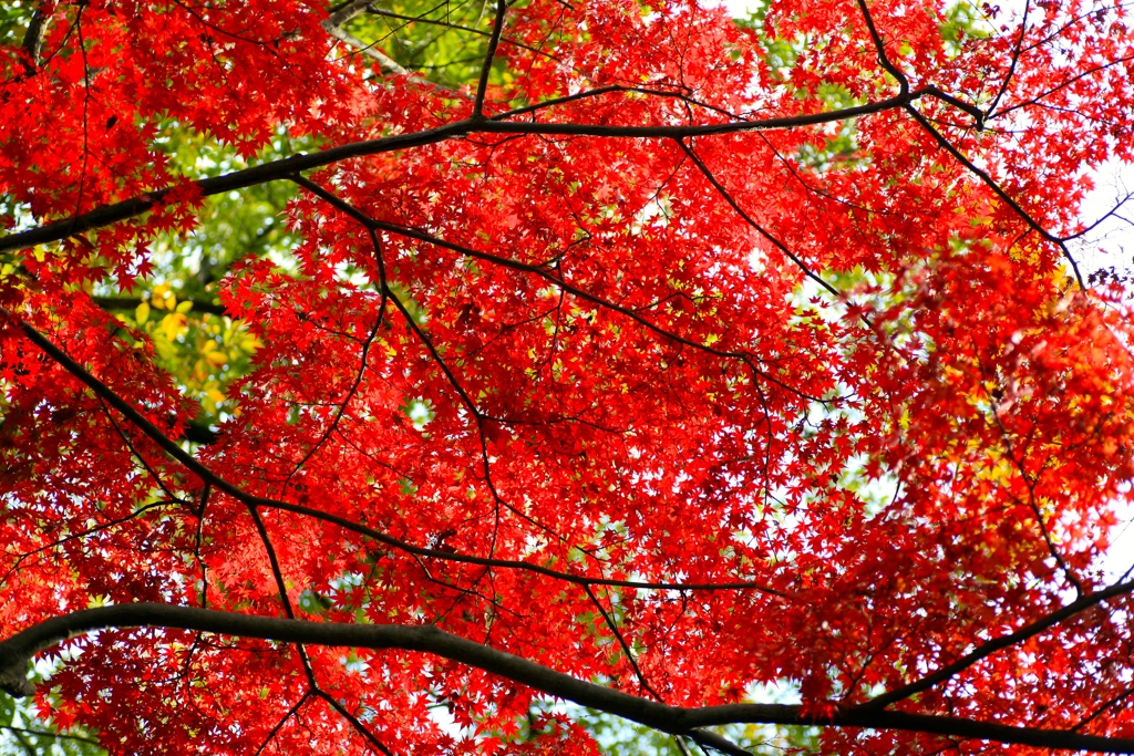 紅い空
