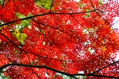 紅い空