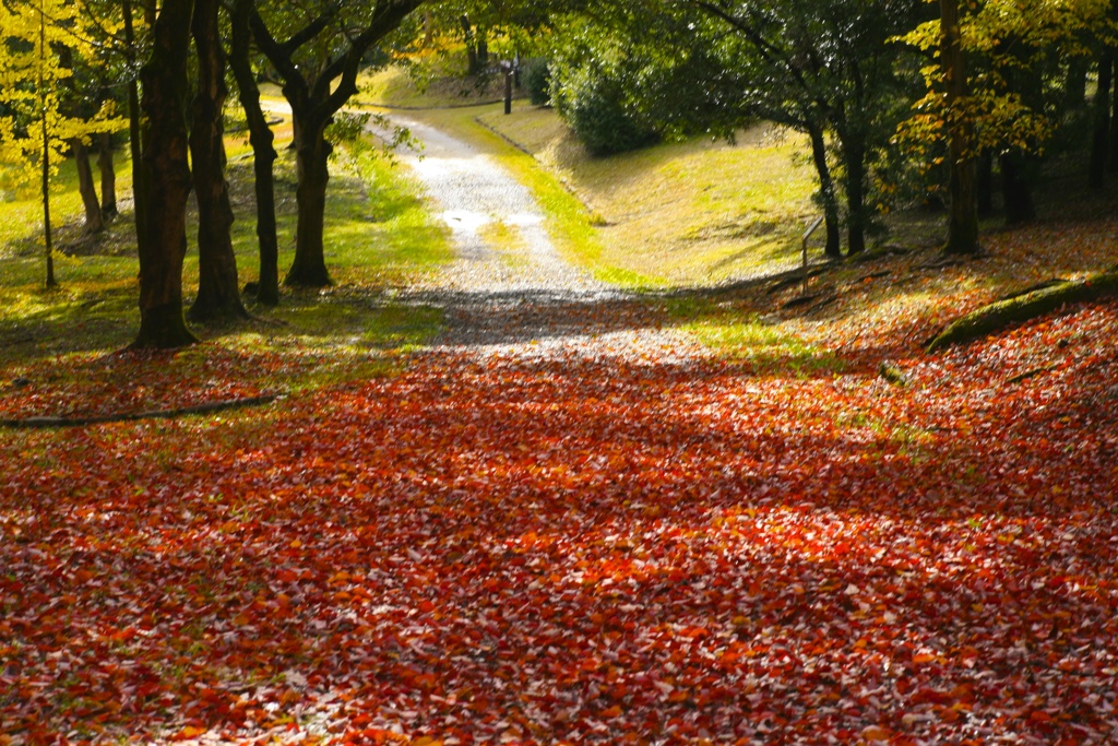 紅の絨毯