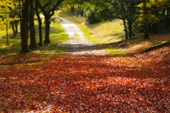 紅の絨毯