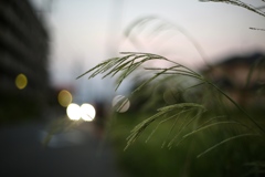 晩夏