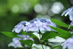 紫陽花×雨色