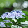 紫陽花×雨色