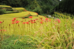 つづら棚田