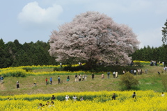 馬場山の一本桜