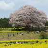 馬場山の一本桜