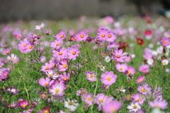 秋の花を求めて