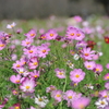 秋の花を求めて