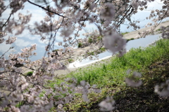 春×輝き