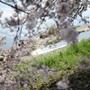 春×輝き