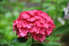 雨×紫陽花