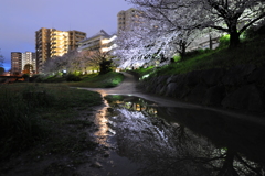 桜×桜
