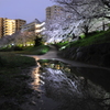 桜×桜