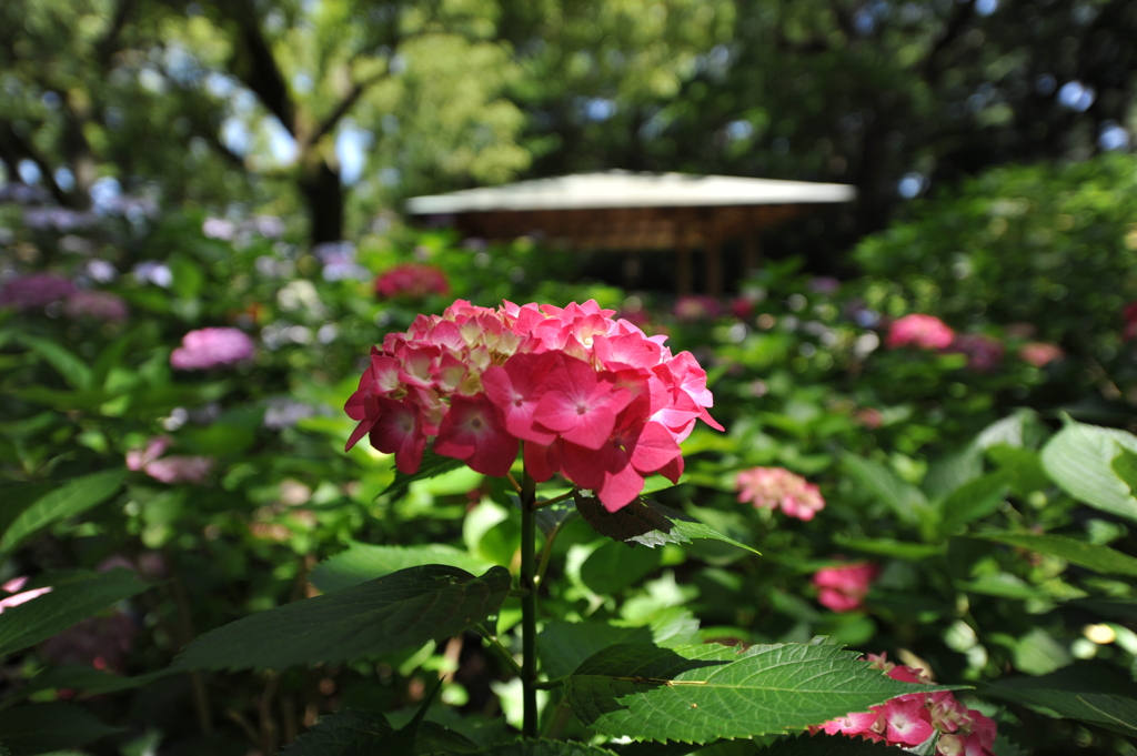 紫陽花×台風一過