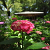 紫陽花×台風一過