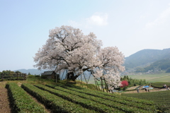 納戸料の100年桜