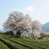 納戸料の100年桜