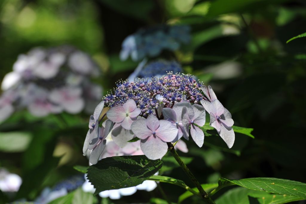 紫陽花×太陽