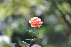 薔薇×香り