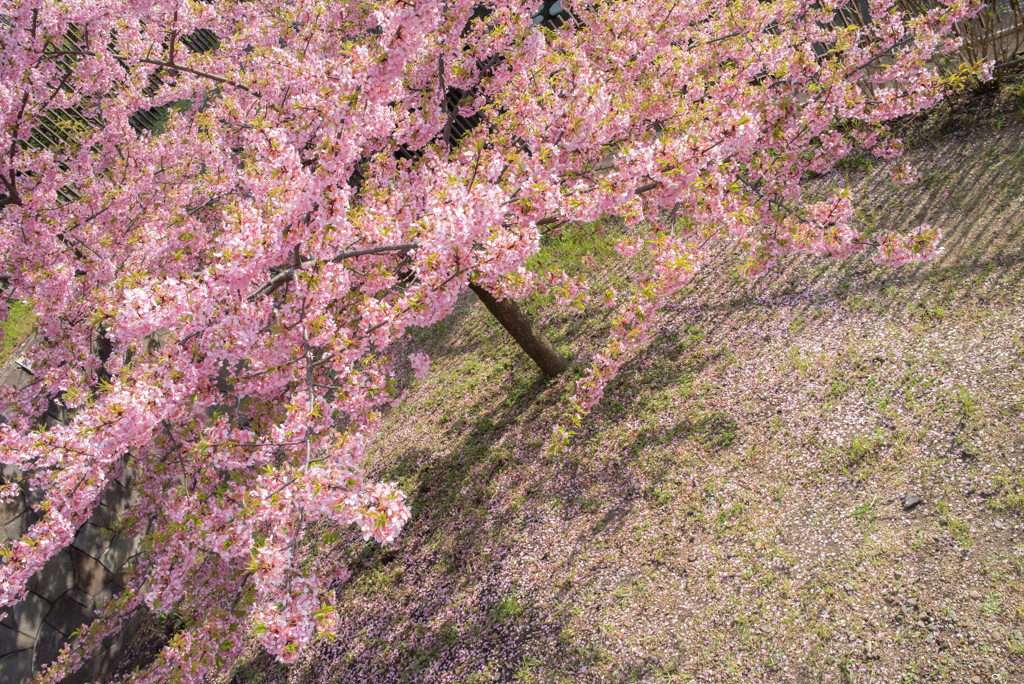 河津桜