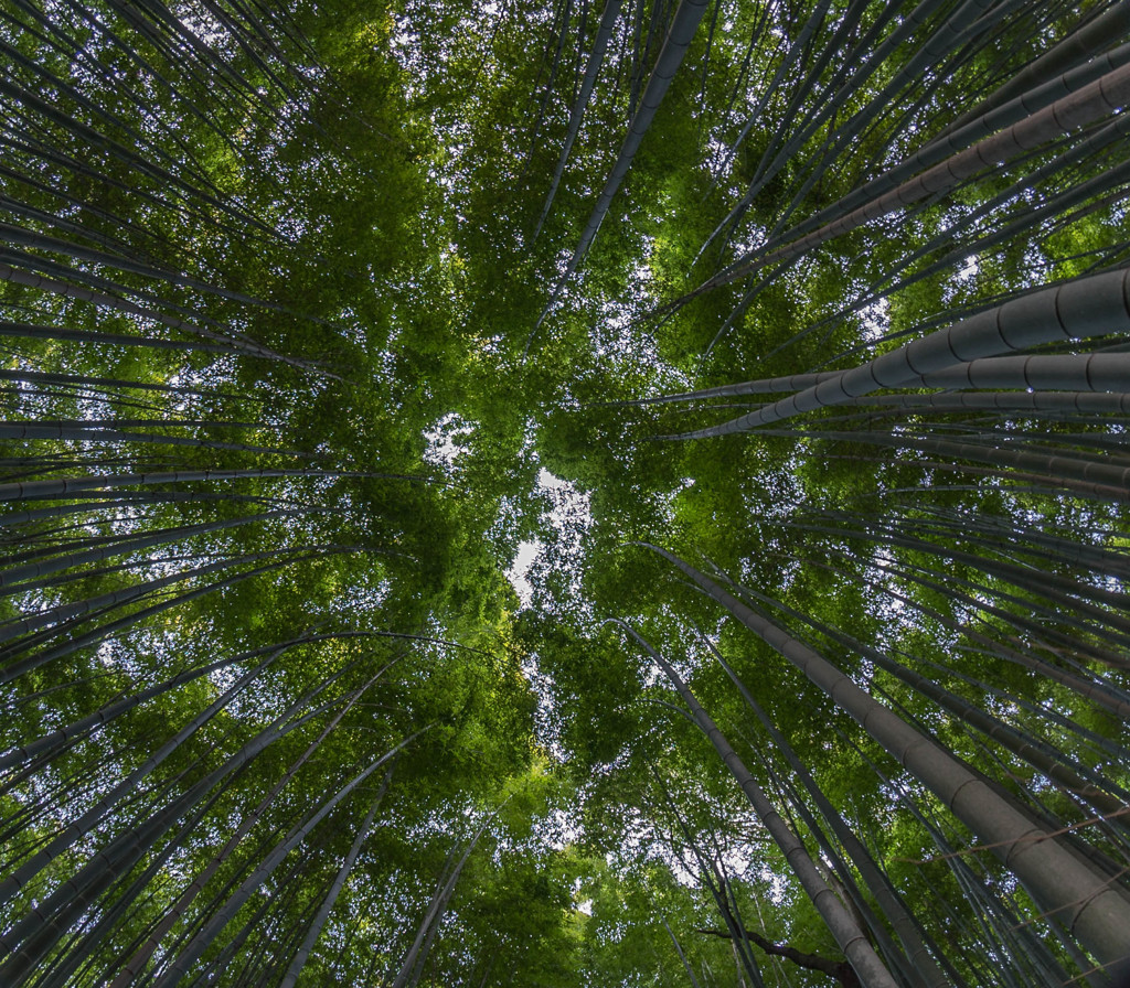 竹林の小径