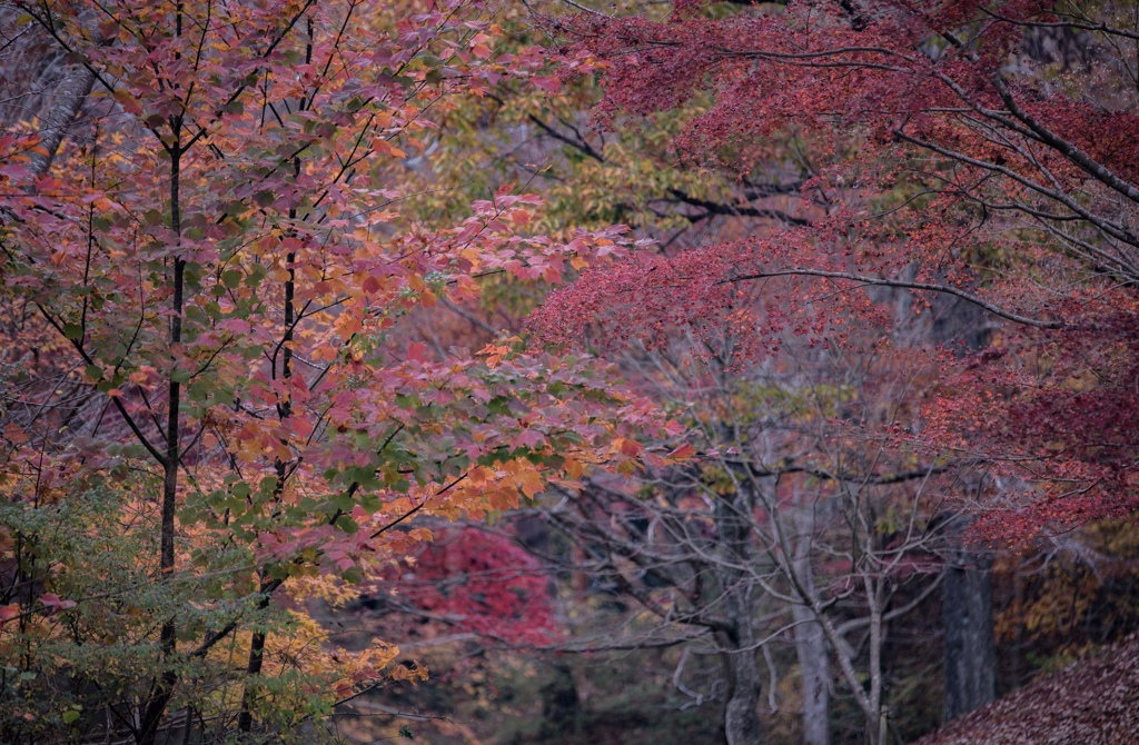 橙紅