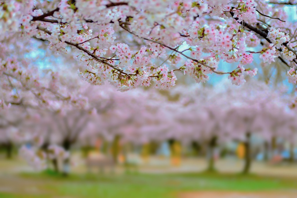 瑞ヶ池公園