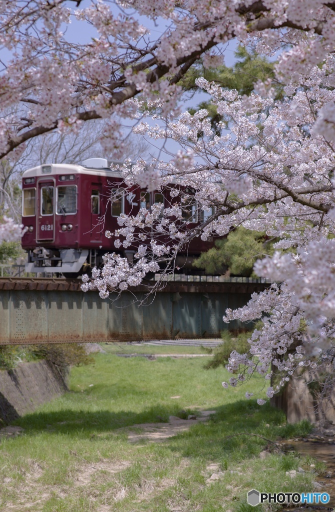 SAKURA ❀ LINE