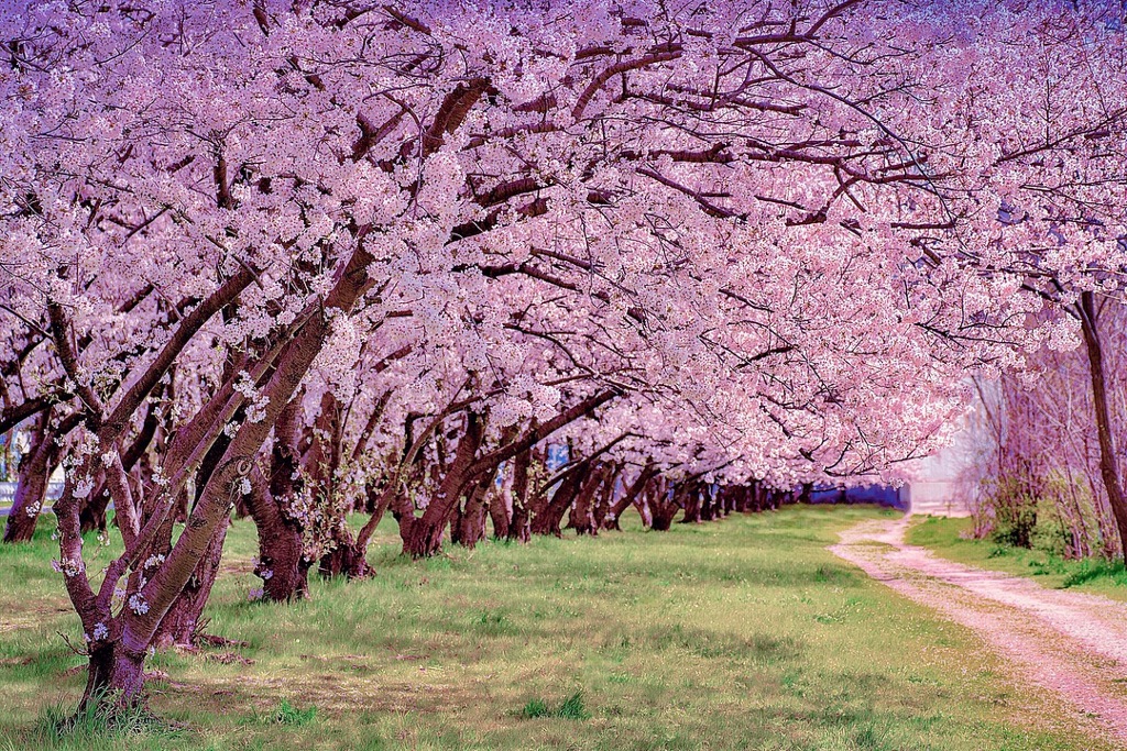 サクラサクミチ