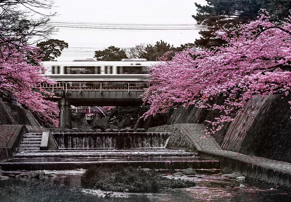 さくら夙川