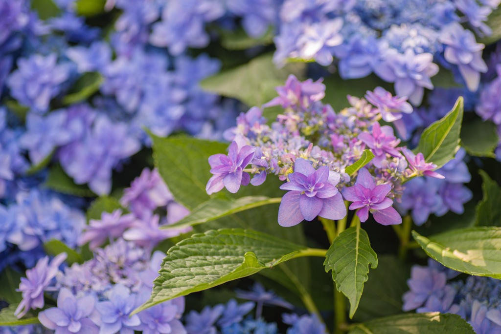 紫陽花