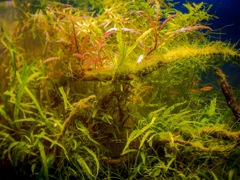 My aquarium 