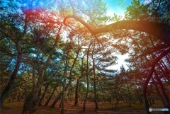 Яainbow pine field
