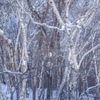 White birch