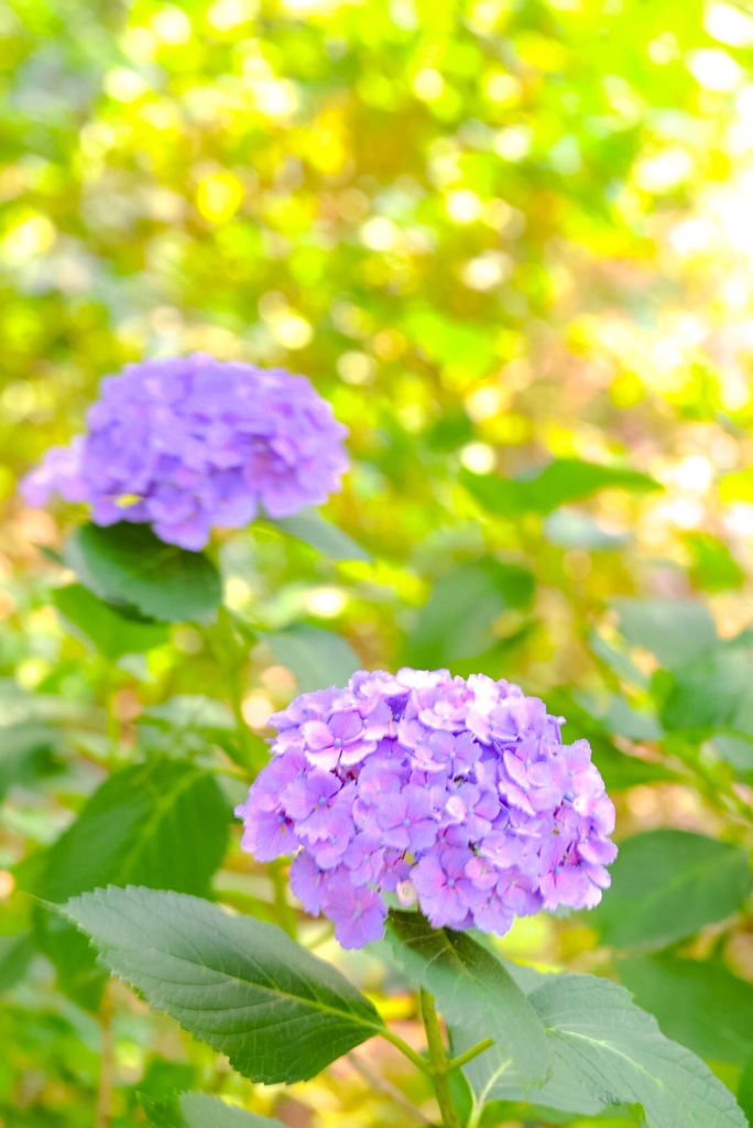 Hortensia❀