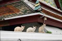 Temple cats