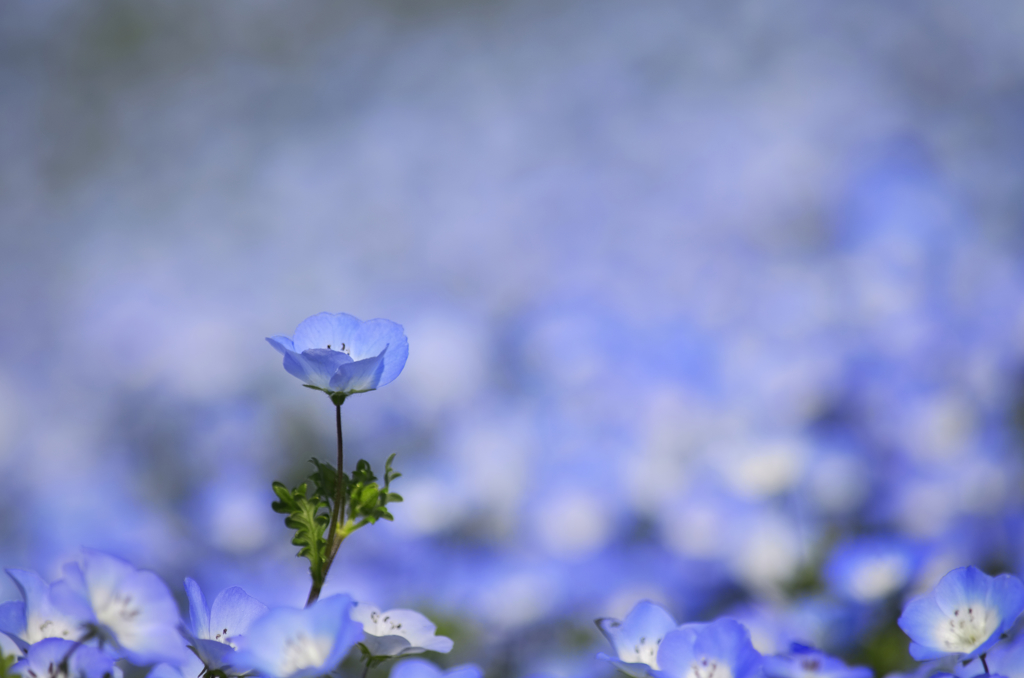 花束をあなたに