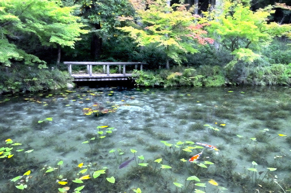 モネの池
