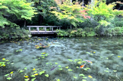 モネの池