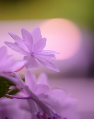 「  ほのかな・・」