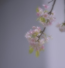『  冬桜・ 春の装い♬  』