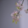 『  冬桜・ 春の装い♬  』
