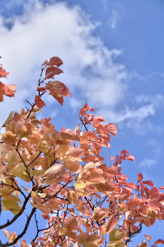 『  初めての紅葉色  』