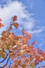 『  初めての紅葉色  』