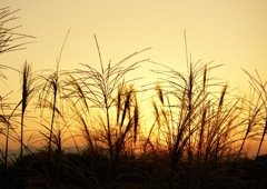 『  晩秋の夕景  』