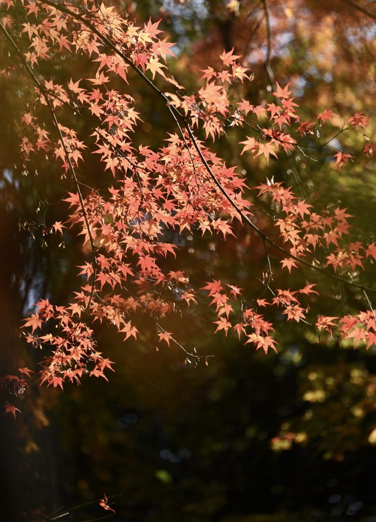 『  協調の紅  』