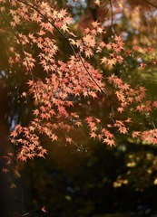 『  協調の紅  』