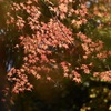 『  協調の紅  』