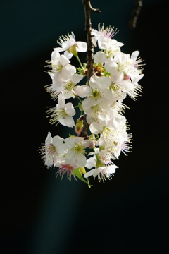 『  冬桜 って蕊が主張してるのね〜♬  』